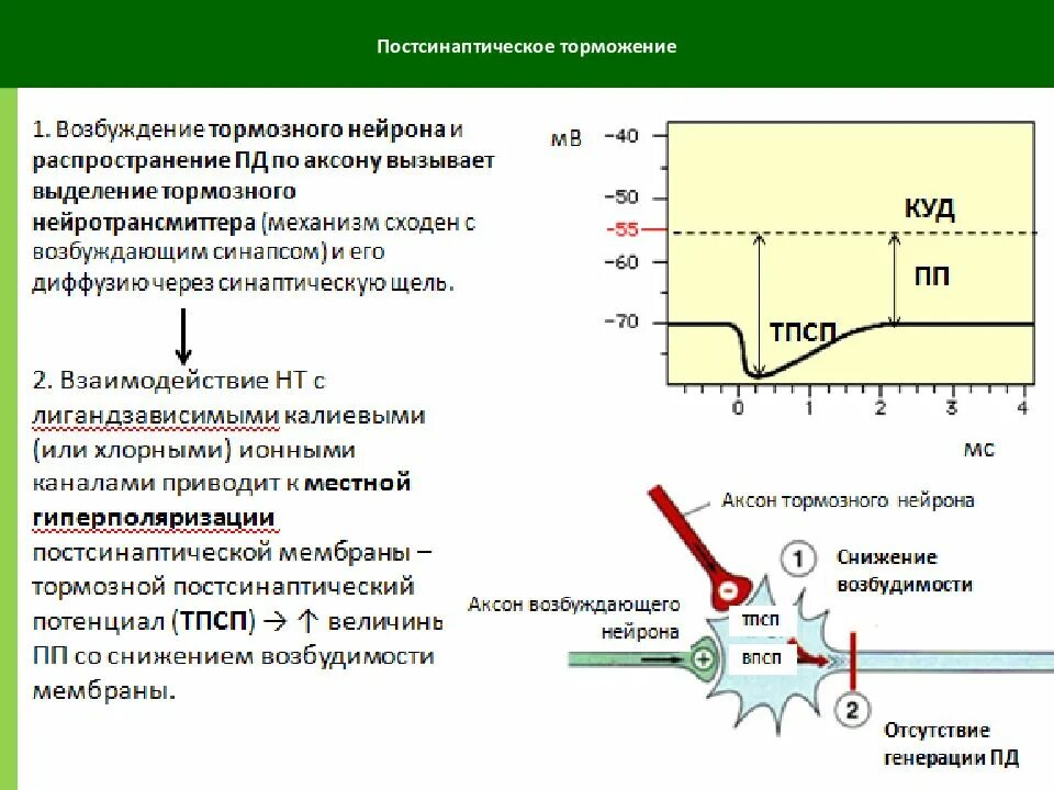 Процесс возбуждения нервных клеток. Механизм возникновения тормозного постсинаптического потенциала. Механизм тормозного постсинаптического потенциала (ТПСП. Мембранный механизм постсинаптического торможения.. Схема постсинаптического торможения.