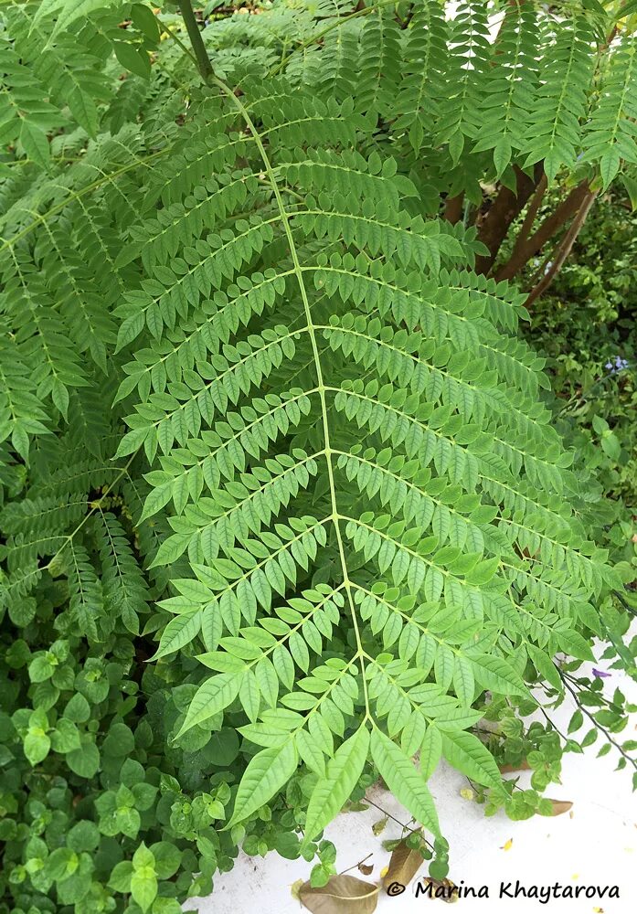 секуринега полукустарниковая. вяз приземистый карагач. мирт цветок. самшит вечнозеленый дерево. секуринега кустарниковая.