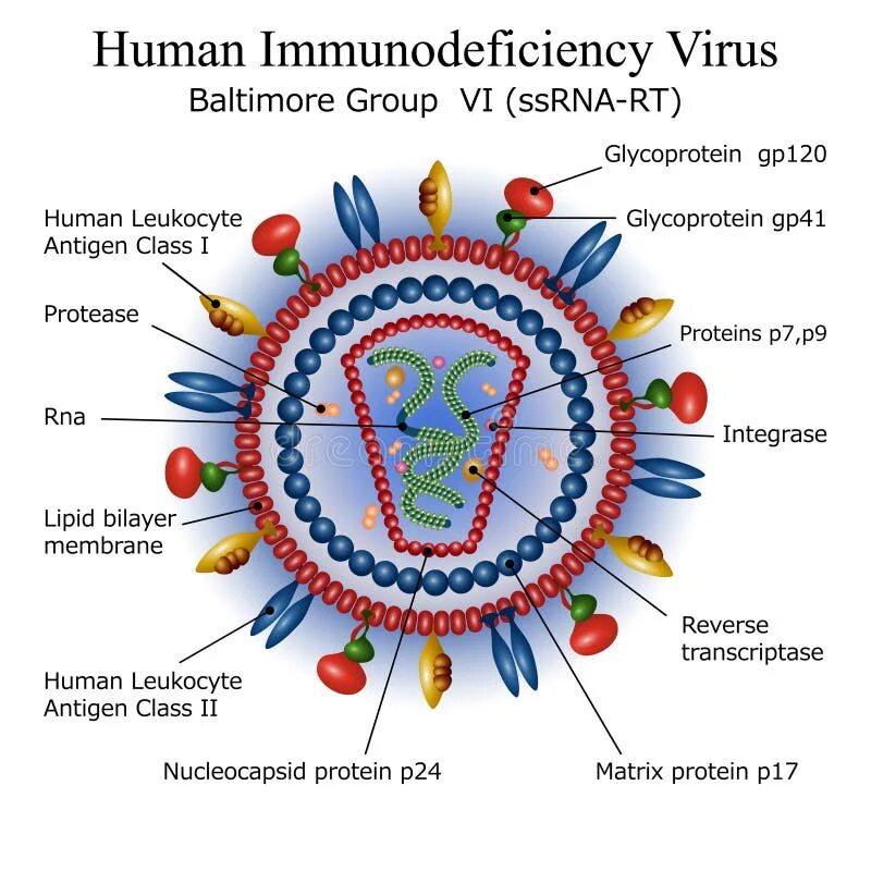 Human immunodeficiency. Вирус иммунодефицита человека (Human Immunodeficiency virus). Структура вируса иммунодефицита человека ВИЧ 1 ВИЧ 2. Строение вируса ВИЧ. ВИЧ изображение вируса.