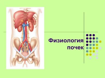 Физиология почек