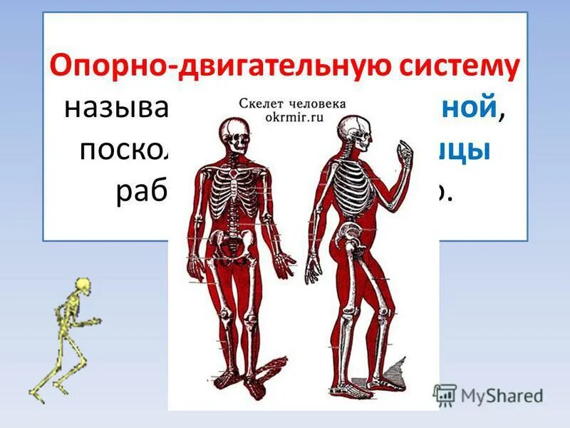 Скелет определение 3 класс окружающий. Скелет определение 3 класс окружающий. Опорно-двигательная система человека 3. Из каких частей состоит скелет человека 3 класс окружающий мир. Опорно двигательная система 3 класс окружающий мир.