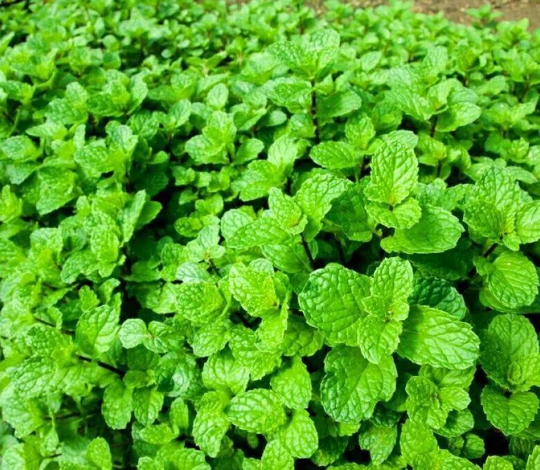Как посадить мяту. Как посадить мяту. Мята марьинская семко. Как посадить мяту. Мята перечная.