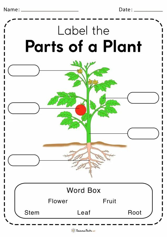 Plants task. Parts of the Plant Worksheets. Plants растения Worksheets for Kids. Части растения на английском. Worksheets for children English растения.