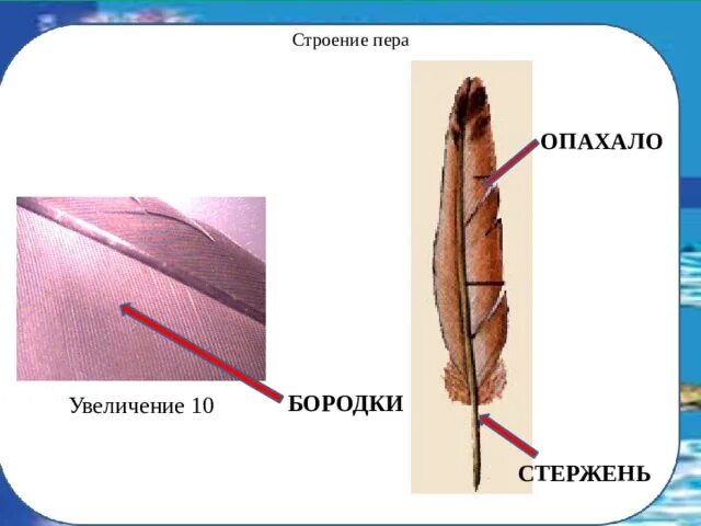 Контурное перо строениеопазало строение. Строение пера птицы. Строение опахала пера. Строение пера бородки. Как называется нижняя часть стержня пера