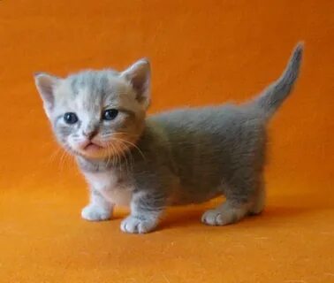 Сколько маленьких котят