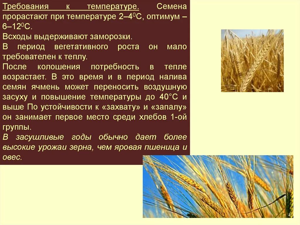 Технология возделывания ярового ячменя. Технология выращивания ярового ячменя. Условия возделывания ячменя. Природные условия возделывания ячменя.