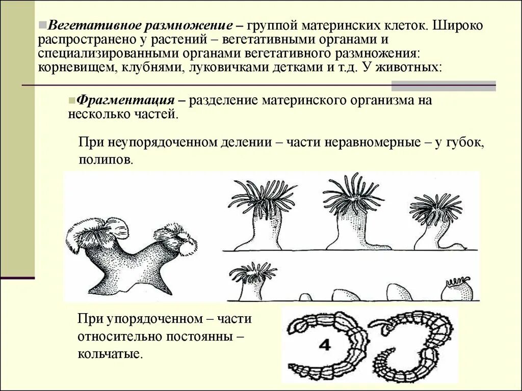 Вегетативное размножение клеток. Вегетативное размножение фрагментация. Фрагментация у растений. Размножение клеток.