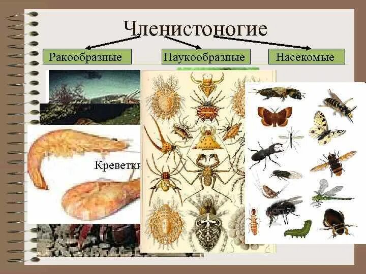 Насекомые относятся к царству. Животные Членистоногие насекомые. Царство животные Членистоногие. Царство животных ракообразные. Царство животных паукообразные.