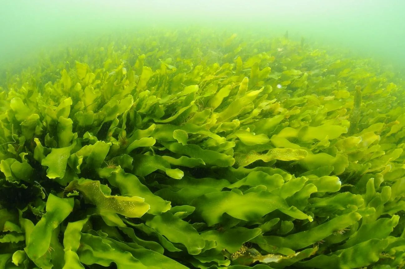 Твердые водоросли. Морская водоросль каулерпа. Водоросли каулерпа Тихого океана. Рафидофициевые водоросли. Каулерпа прорастающая.