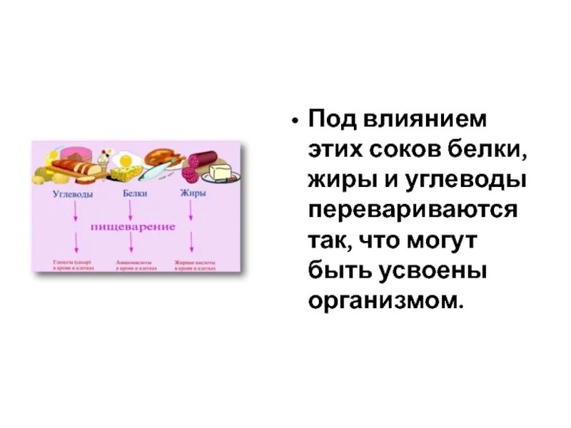 Где переваривается белок. Белки жиры углеводы. Пищеварение белки жиры и углеводы. И жиры и углеводы перевариваются в. Жиры перевариваются в желудке.