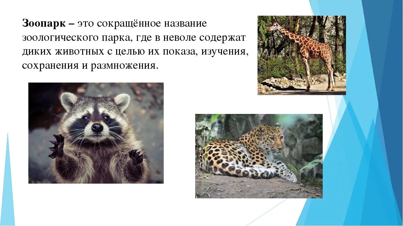 Зоопарк презентация. Московский зоопарк презентация. Информация о зоопарке. Доклад о зоопарке.