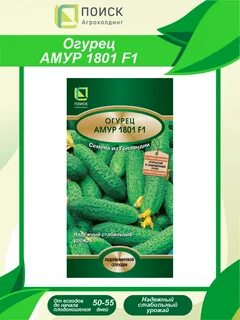 Описание огурцов амур