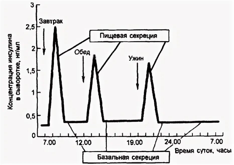 Инсулин в течении дня. График выработки инсулина. Суточные колебания уровня Глюкозы в крови. Исчезновение ранней фазы секреции инсулина. Секреция инсулина диаграмма.