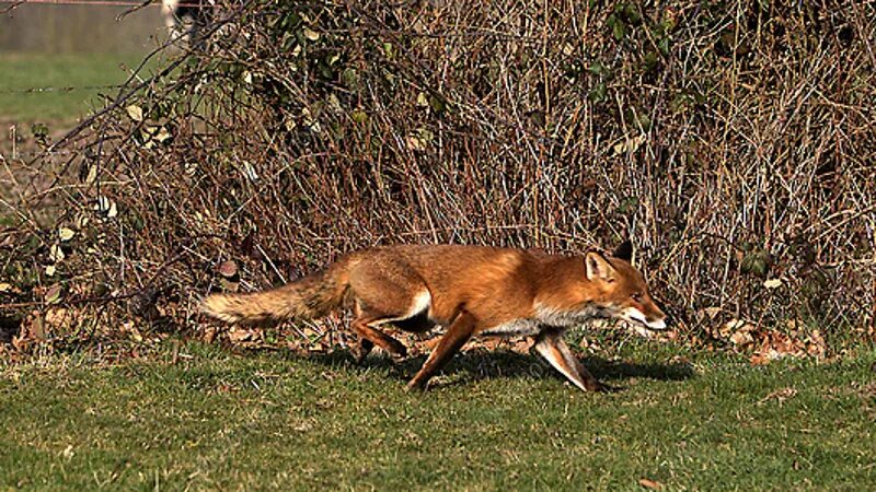 Fox on the run. Лиса в кустах. Лиса бежит. Лиса убегает. Матерый Лис.