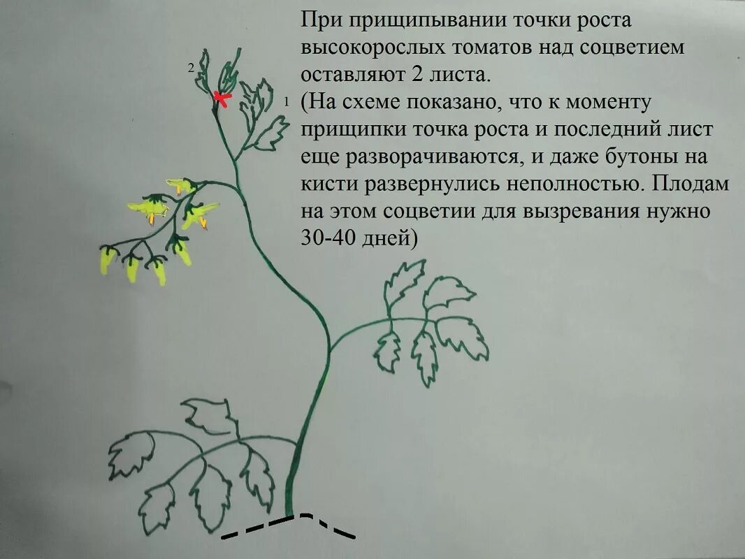 Нужно ли обрывать первые цветы. Прищипывание верхушки томатов. Прищипывание томатов в теплице схема. Прищипка пасынков помидоров в теплице. Помидоры пасынкование и прищипывание схема.