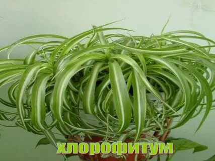 Растения лекари