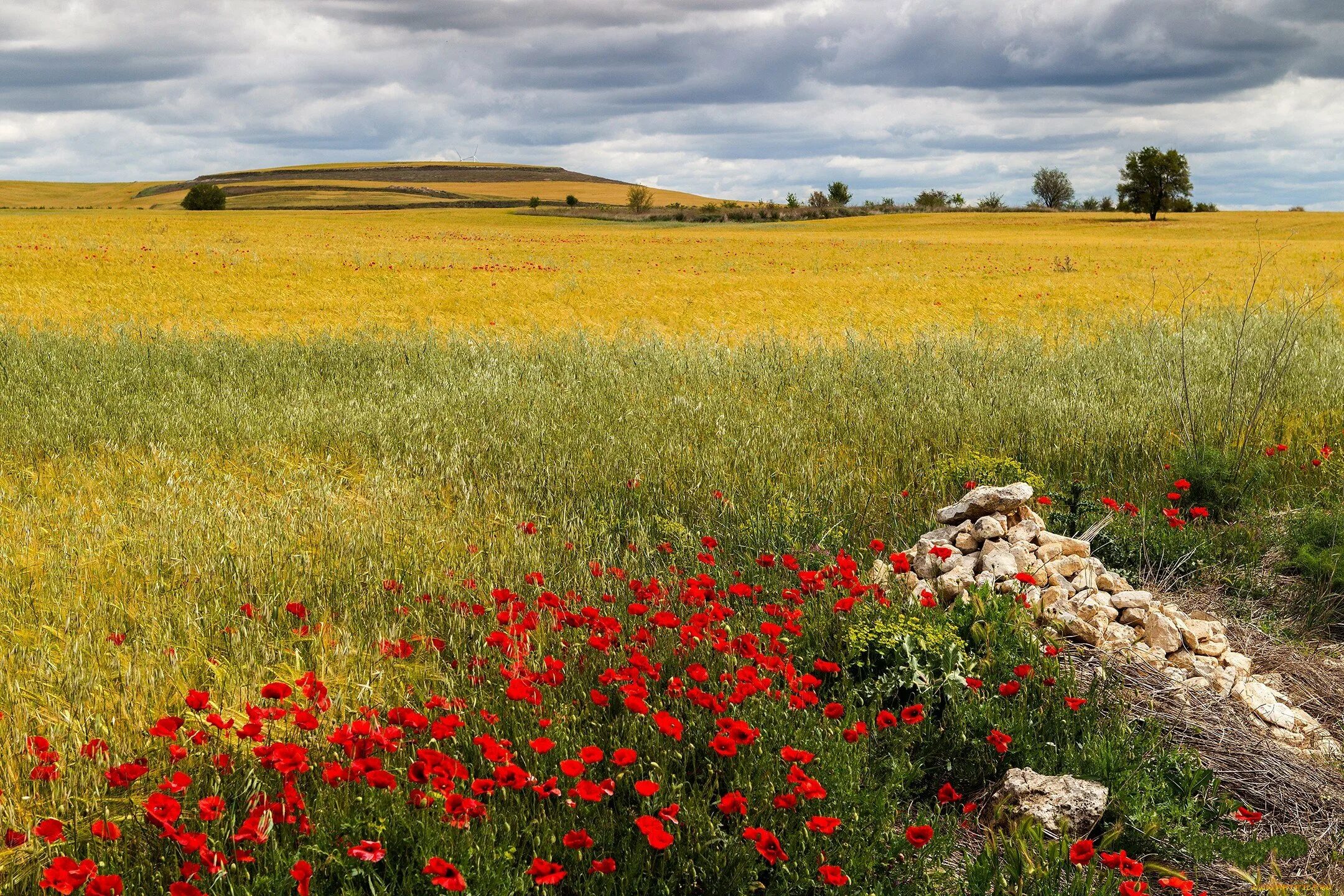 Июльский бежин луг. Разнотравно-луговая степь. Луг на рассвете. Нестерпимый зной стоит над лугом. Нестерпимый зной стоит над лугом.