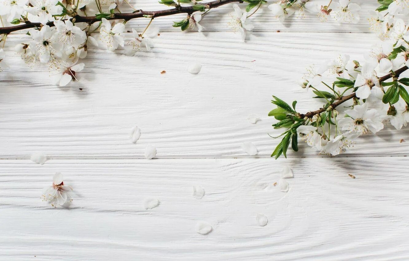 White spring. Фотофон Сакура. Весенний фон. Красивый весенний фон. Светлый фон.