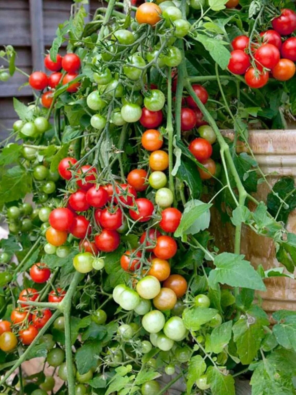 Семена томатов для балкона. Томат талисман ампельный. Томат черри одат. Помидор черри одат f1. Семена помидор черри Маскотка.