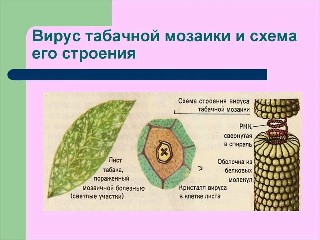 Мозаичное строение. Табачная мозаика вирус строение. вирион вирус табачной мозаики. схема строения вируса табачной мозаики. нуклеиновая кислота вируса табачной мозаики:.