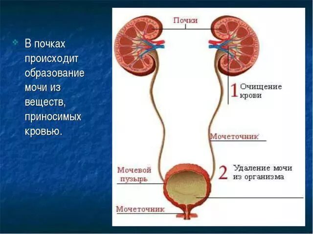 В почечных лоханках собирается. Образование мочи в почках. Выделение мочи из почек. Схема образования мочи в почках.