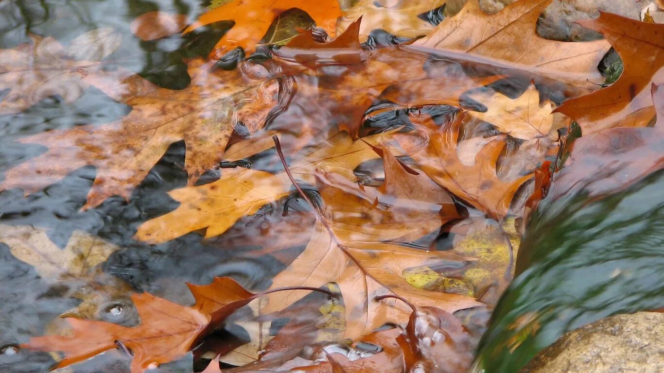 Падающие листья в воду. Листья в луже. Осенние листья в луже. Осенние листья на воде. Осенний дождь.