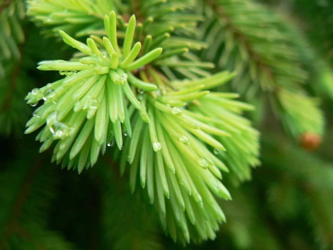 Ель колючая глаука глобоза шишки. Голубая ель лапник. Голубая ель байкальского заповедника. Ель голубая карпатен. Еловый цвет фото.