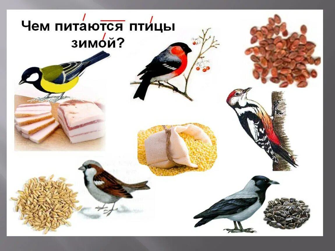 Корм зимующих птицах для дошкольников. Зимующие птицы для дошкольников. Еда зимующих птиц. Чем питаются зимующие птицы.