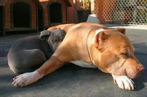 Pitbull daddy