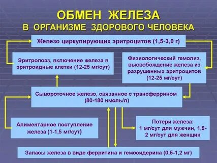 Обмен железа в организме человека