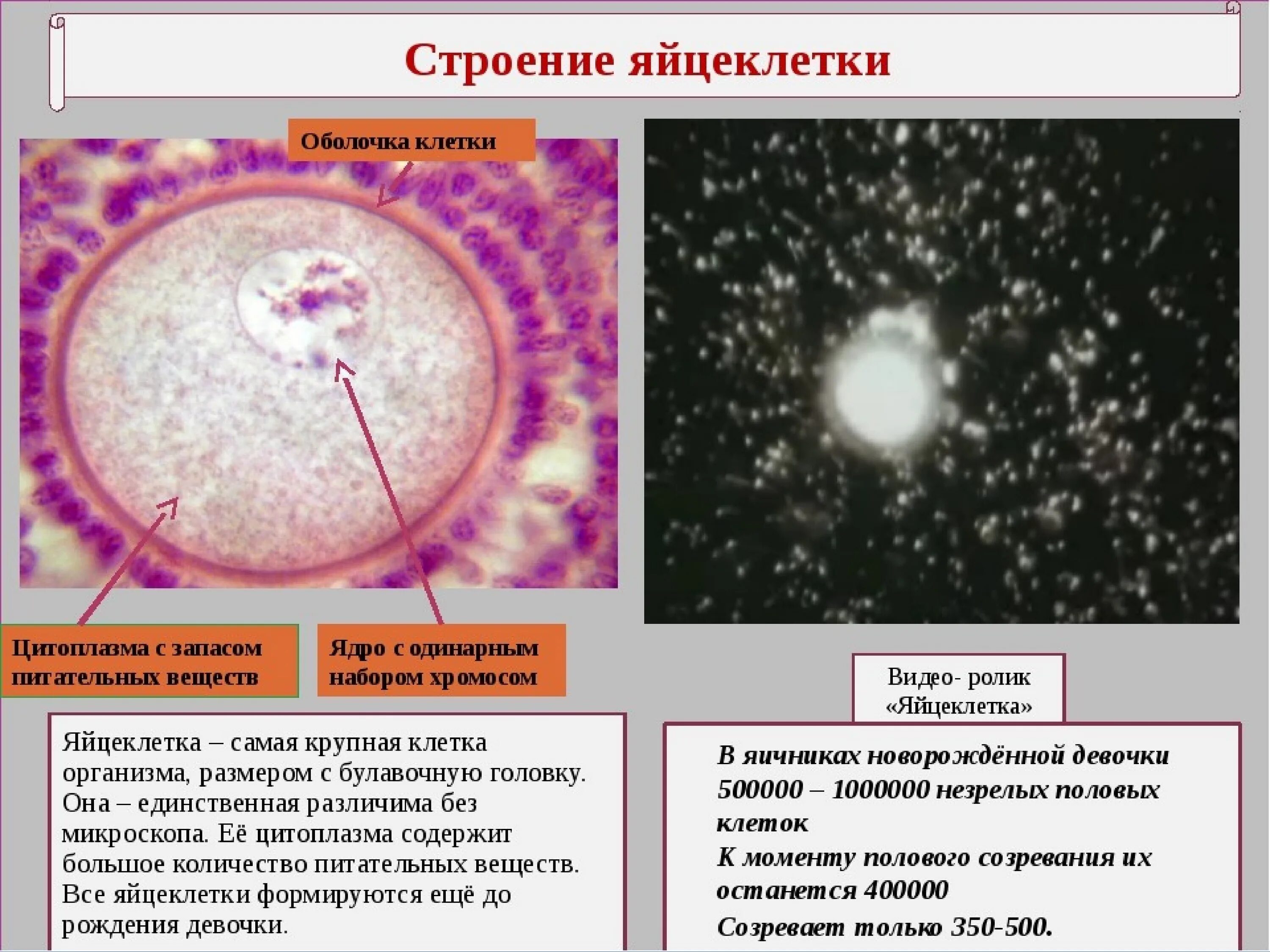 Размер яйцеклетки рыбы. Схема микроскопического строения яйцеклетки человека. Строение яйцеклетки и функции органоидов. Строение яйцеклетки оболочки. Строение яйцеклетки млекопитающего.