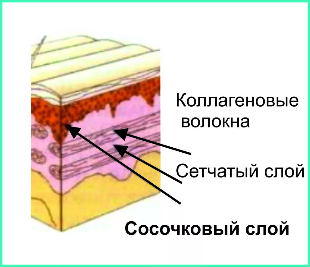 Строение кожи сосочковый слой. Дерма сосочковый слой сетчатый слой. Строение кожи слои дермы. Сетчатый слой дермы кожи образован.