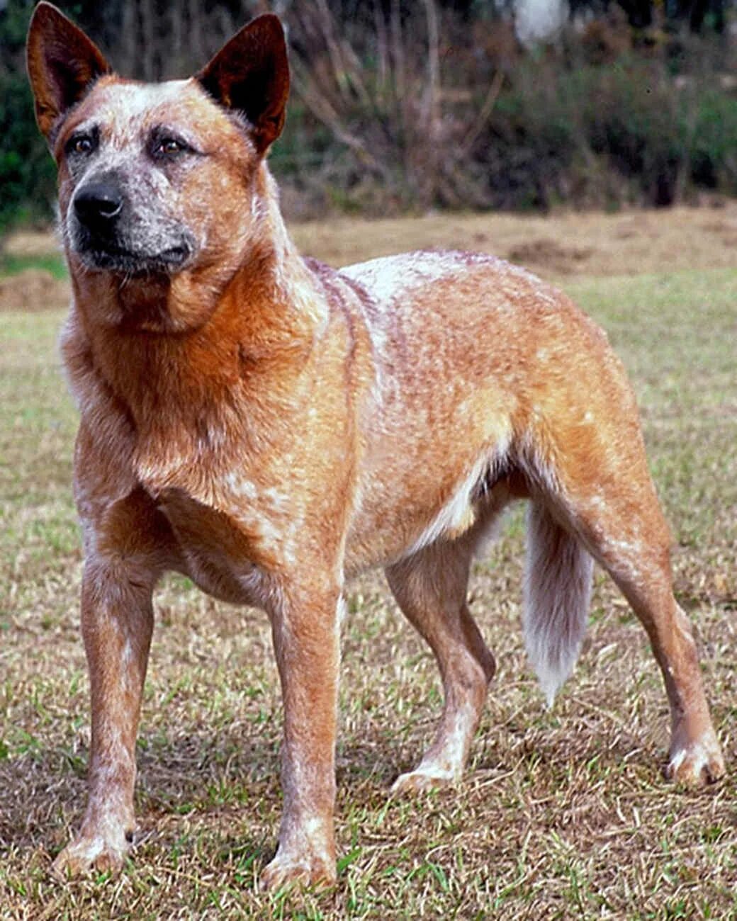 Australian dog. Австралийский голубой хилер. Австралийский кеттл дог австралийский хилер. Хилер австралийский хилер. Австралийская пастушья собака хилер.