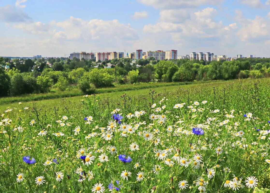 поле в кирове. засеянные поля воронежской области. вятка поля кировская область. киров поля. лето в деревне рассвет.