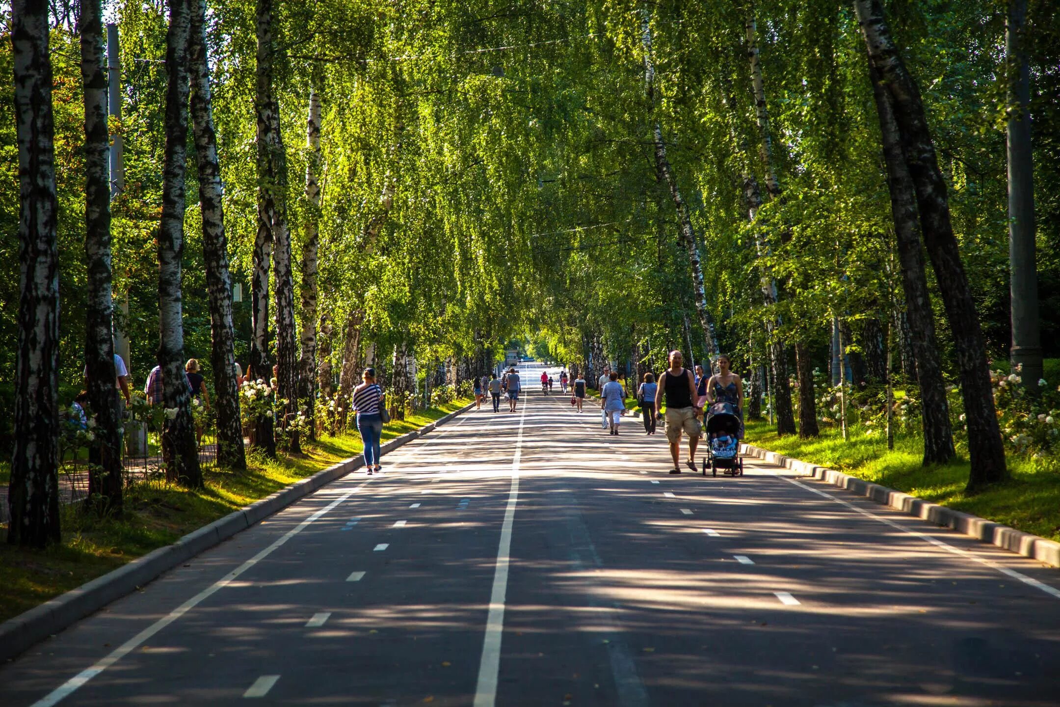 Парк ис. Парк Сокольники аллеи. Парк Сокольники "Липовая аллея". Парк Сокольники Главная аллея. Лесопарк Сокольники.