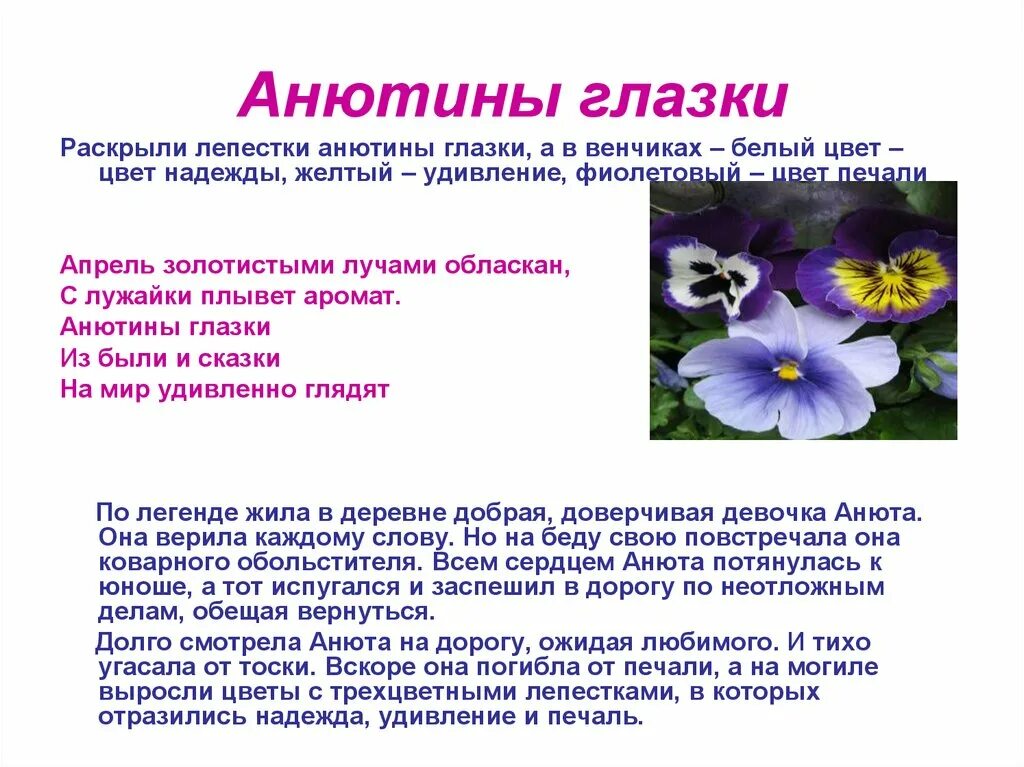 Рассказ о цветке Анютины глазки 3 класс. Анютины глазки описание растения. История о растение Анютины глазки. Рассказ описание про Анютины глазки цветок.