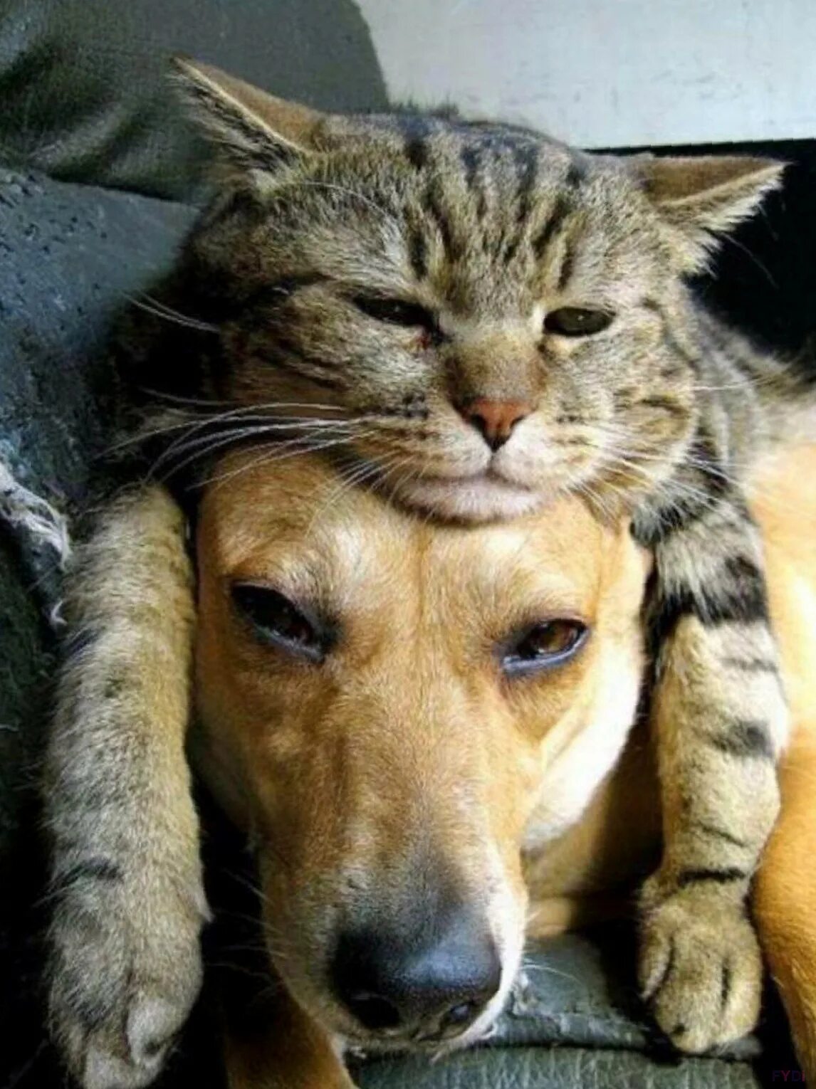 Про кошек и собак. Кошки и собаки. Кот обнимает собаку. Смешные кошки и собаки. Кошки и собаки приколы.