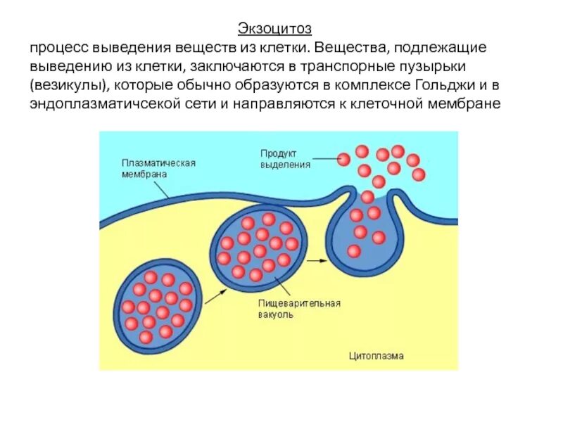 Обеспечивает секрецию веществ из клетки какой. Процесс выведения веществ из клетки. атипичный экзоцитоз. процесс экзоцитоза. экзоцитоз транспорт веществ.