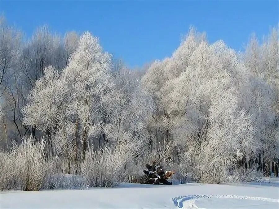 Снеговей. Небольшое дерево зимнего Покрова. Белый Покров зимы. Стелется зима. Фото ух как зима.
