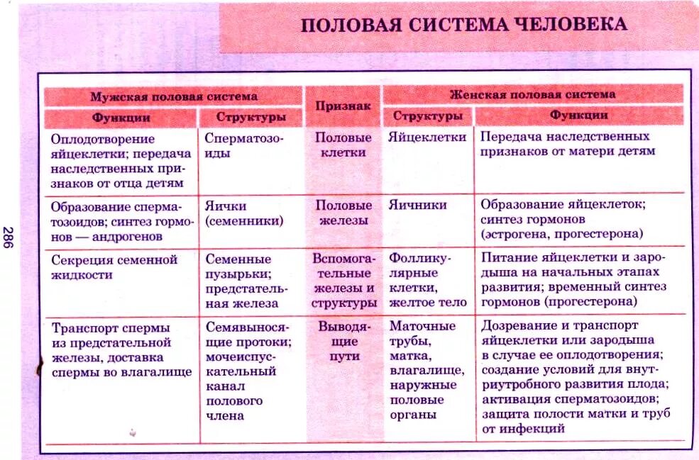 Половые органы строение функции. Особенности строения репродуктивной системы таблица. Органы половой системы и их функции. Органы половой системы строение функции таблица. Органы женской половой системы таблица.