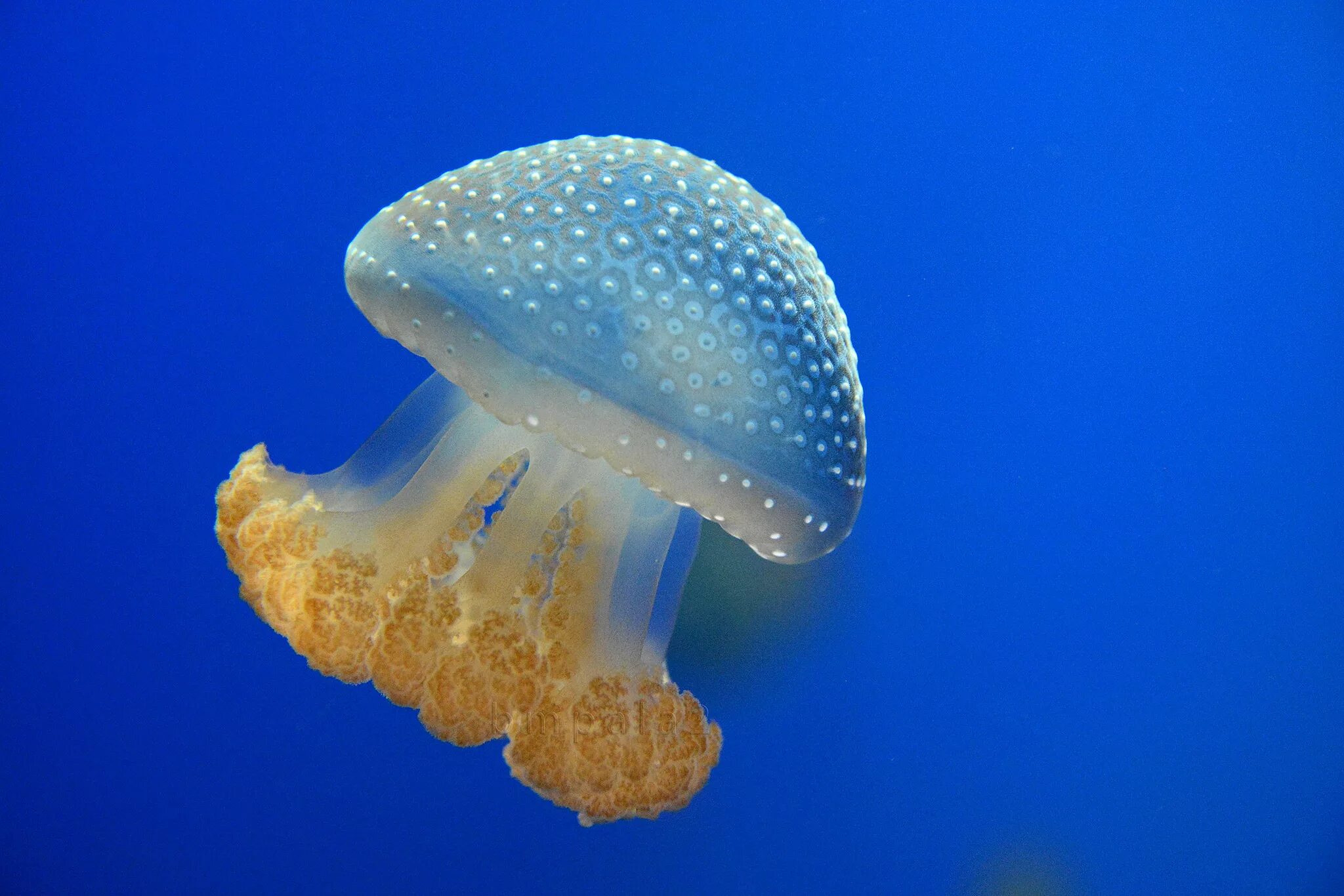 М морские обитатели. Медуза корнерот. Сцифоидные медузы. Медуза Джеллифиш. Сцифоидные корнерот.