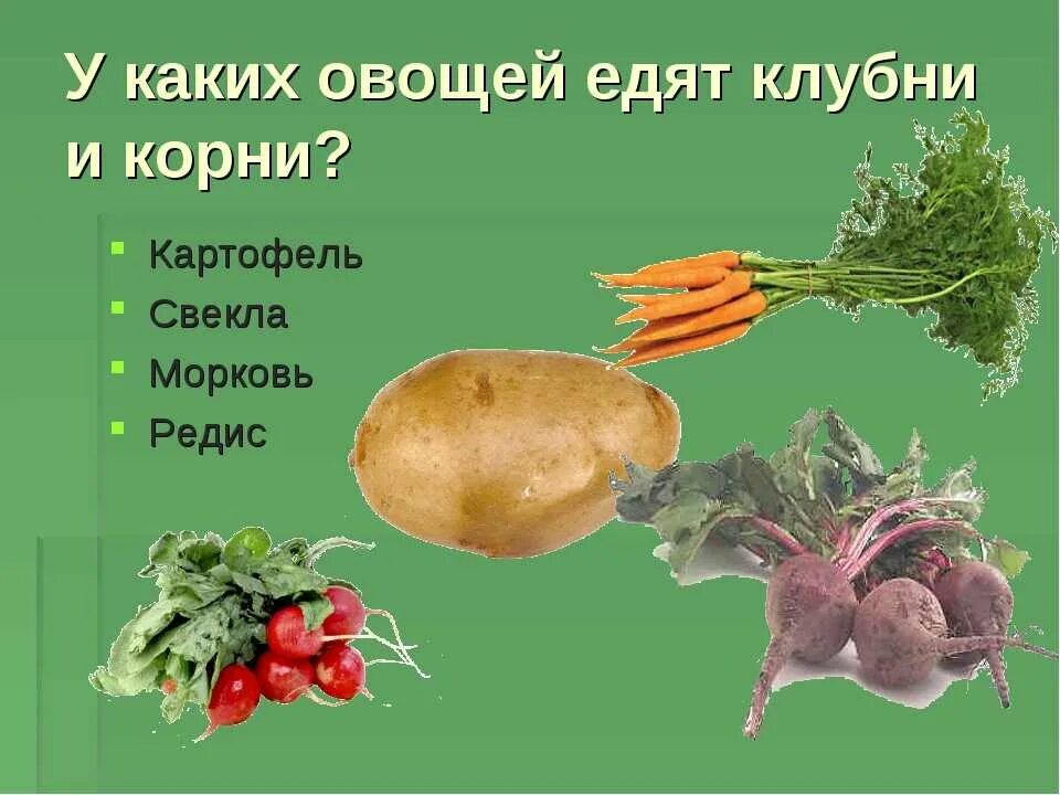 Овощи корнеплоды. Овощи у которых есть корнеплоды. Овощи бывают корнеплоды и плоды. У каких овощей едят клубни. Что потребляют в пищу у картофеля