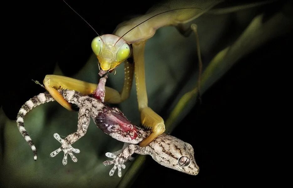 Кузнечик ящерица ястреб. Ischnomantis Gigas богомол. Богомол Creobroter meleagris. Орхидейный богомол. Богомол насекомое хищник.