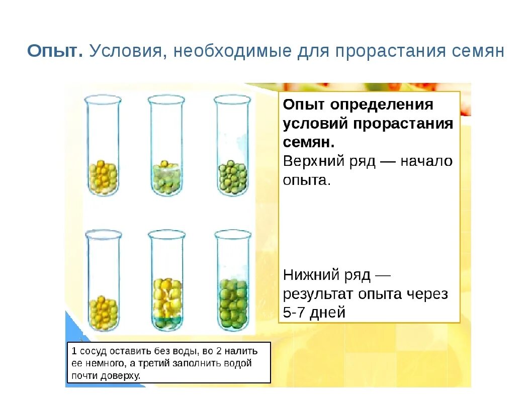 Какие условия необходимы семенам для прорастания. Условия прорастания семян эксперимент. условия прорастания семян опыт. прорастание семян гороха 6 класс биология. опыт условия прорастания семян 6 класс биология.