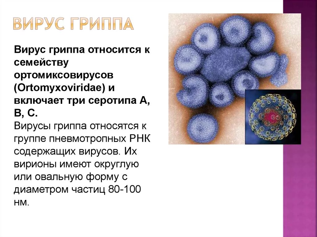 Вирусы 1 группы. Серотип вируса гриппа a. К какому семейству вирусов относятся вирусы гриппа?. Вирус гриппа относится к семейству. Структура вируса гриппа б.