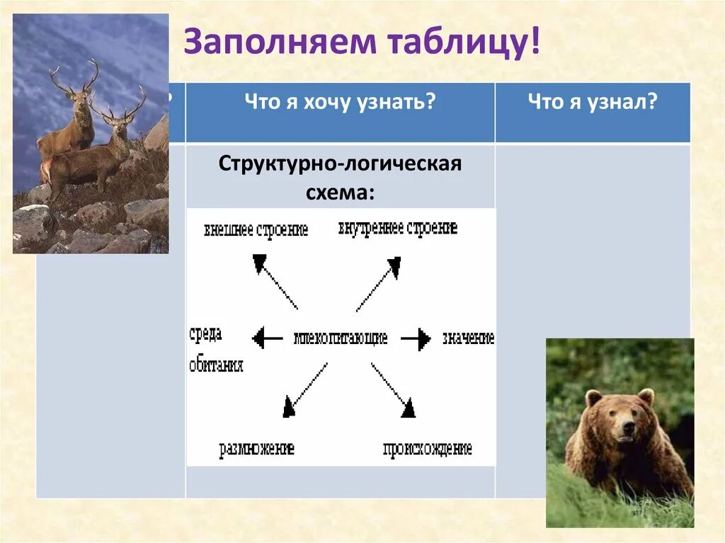 Конспект урока млекопитающие 7 класс. Класс млекопитающие общая характеристика таблица. общая характеристика класса млекопитающие схема. систематика млекопитающих таблица. общая характеристика класса млекопитающие презентация.