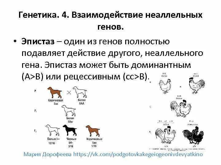 Взаимодействие неаллельных генов эпистаз. Комплементарность эпистаз полимерия примеры. доминантный эпистаз окраска плодов тыквы. эпистаз полимерия плейотропия.