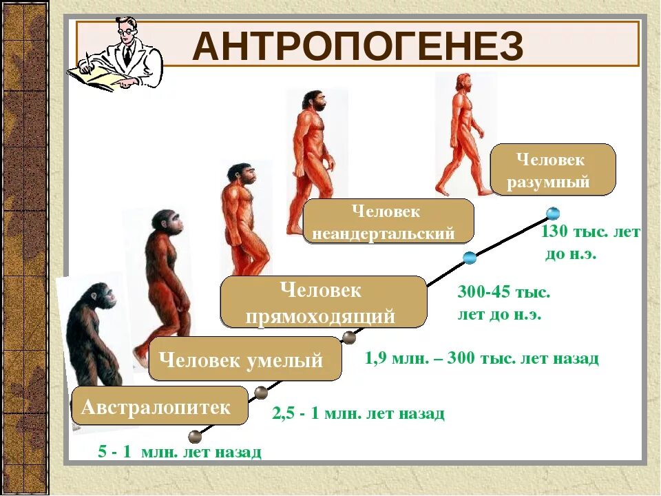 Установите последовательность стадий человека. Ступени развития человека хомо сапиенс. Происхождение человека Антропогенез стадии. Антропогенез это процесс. Происхождение человека хомо сапиенс Эволюция.