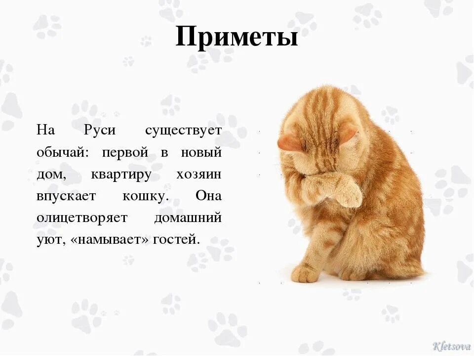 Год кота приметы. Приметы домашнего кота. кошку запускают в новую квартиру примета. приметы про котов в квартире. приметы про новую квартиру.