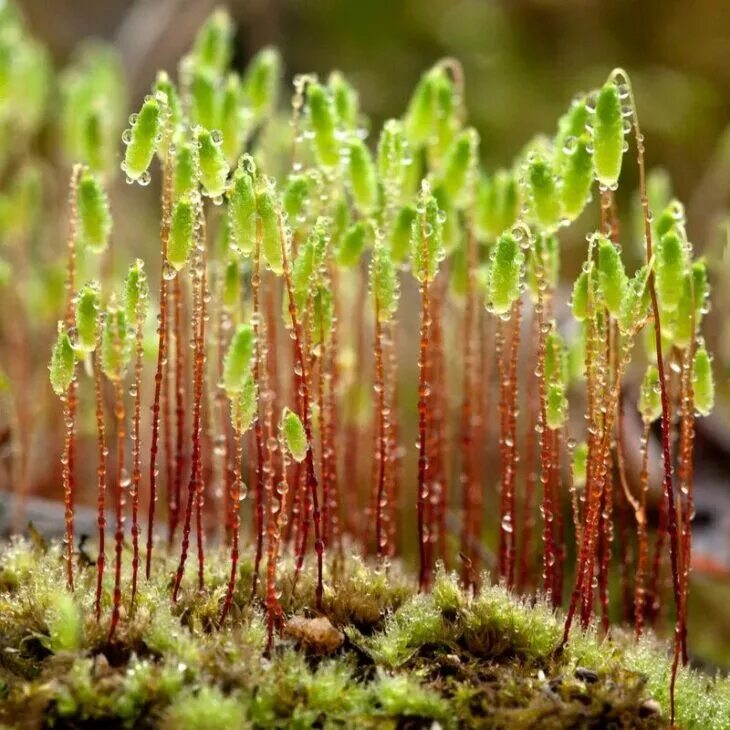 Мхи Bryophyta. Моховидные растения сфагнум. Верхоплодные мхи. Мох Катаринея.